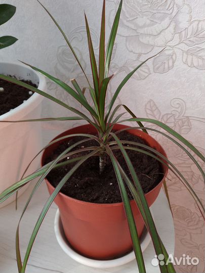 Пальма драцена