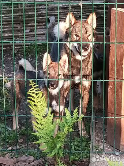 Щенок сикоку шикоку ину