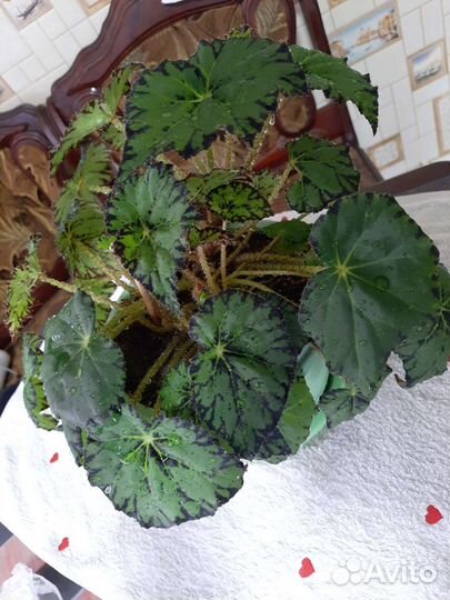 Бегония тигровая