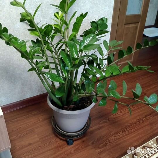 Замиокулькас