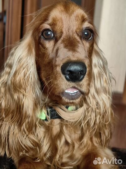 Английский кокер спаниель вязка