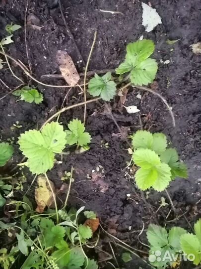 Рассада виктории