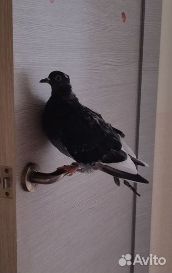 Передержка домашних животных