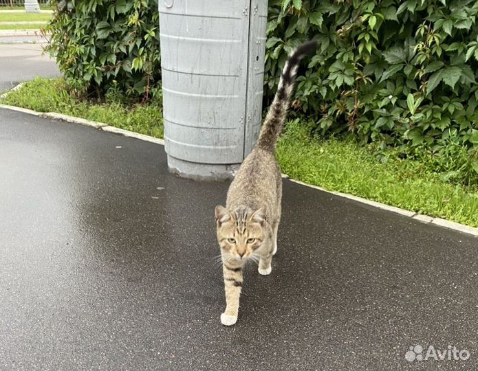 Котик в добрые руки