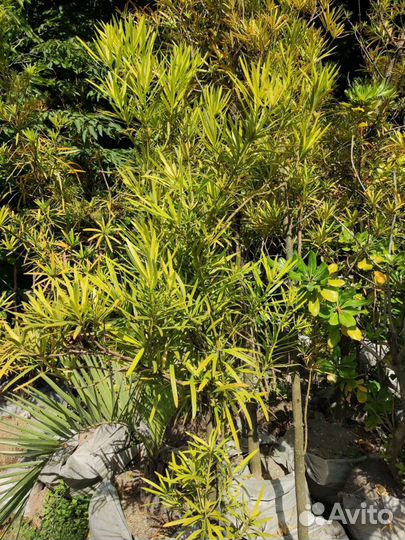 Ногоплодник или подокарпус