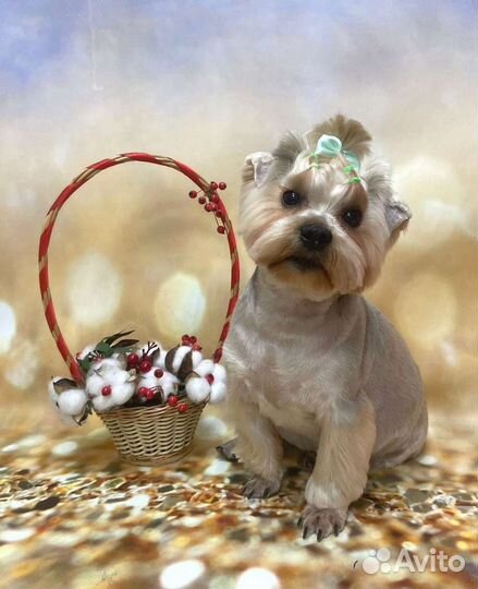 Качественная стрижка кошек и собак всех пород