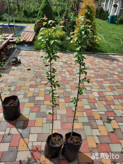 Слива Стенли саженцы