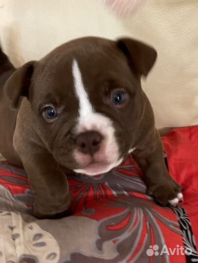 Американский булли экзот щенки