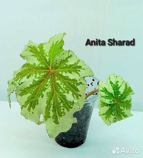 Бегония Dracopelta,Versicolor, Anita Charad и др