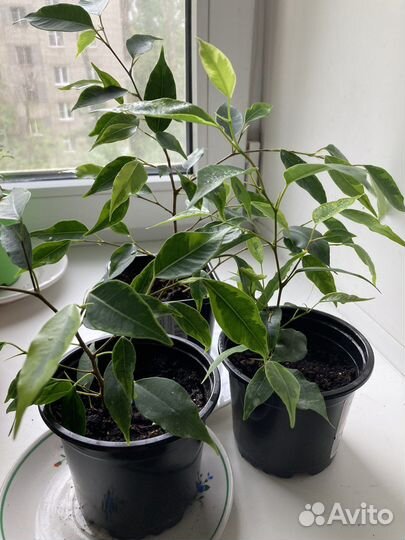 Комнатные расстения цветы