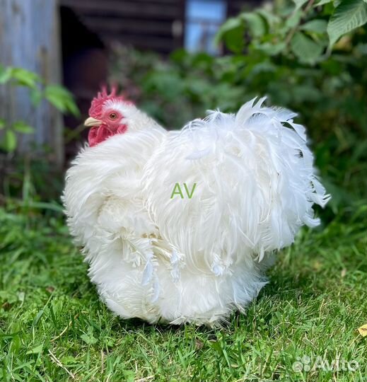 Карликовые кохинхины