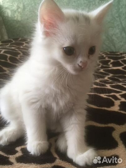 Котята турецкой ангоры