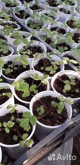 Усы клубники :Царица,Кардинал,Берегиня. Земленику