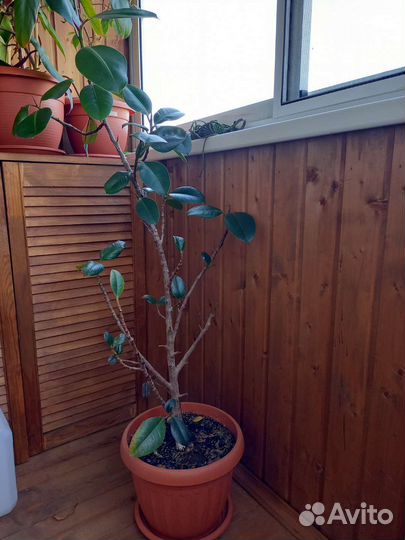 Фикус каучуконосный