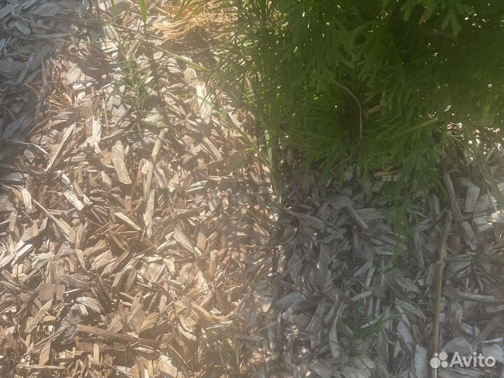 Щепа мульча