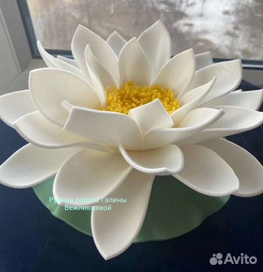 Кувшинка в пруд