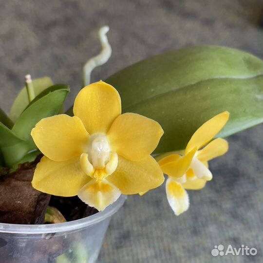 Орхидея Phal.Yaphon perfume yellow