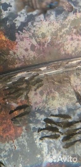 Сомики анцитрусы