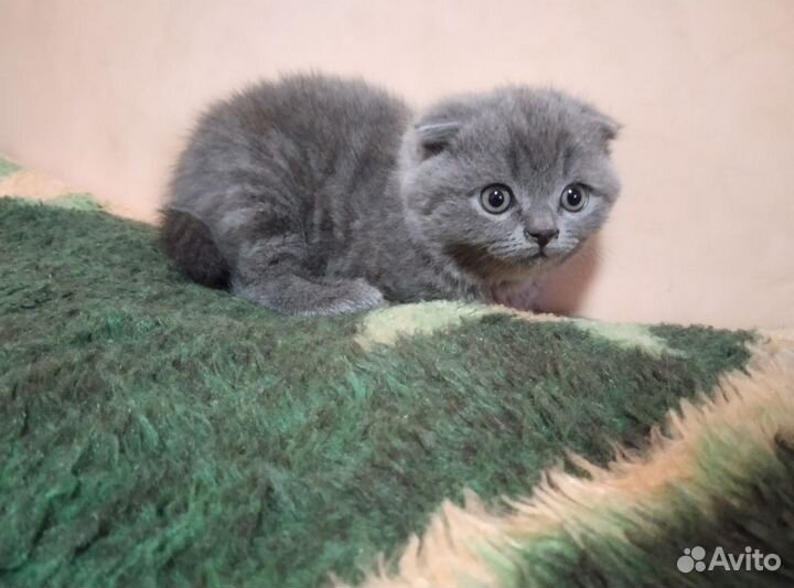 Шотландская вислоухая