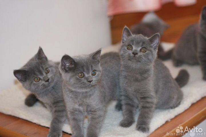 Британские котята