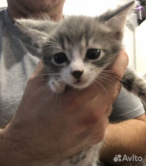 Котята бесплатно