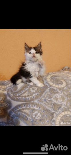 Котята мейн-кун