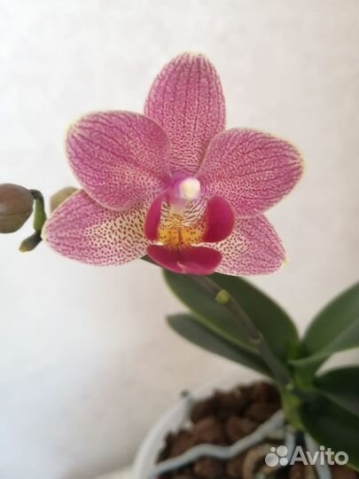 Орхидея фаленопсис