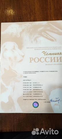 Щенки московской сторожевой объявление продам