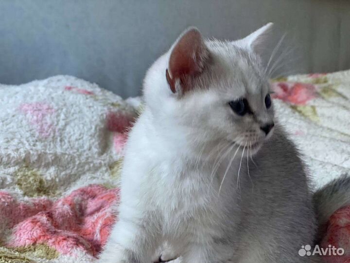 Котята шотландской шиншиллы