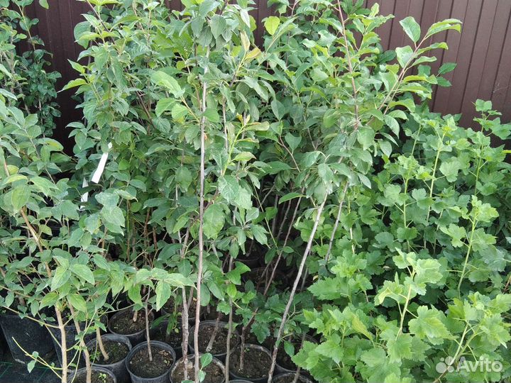 Саженцы слива Утро Эмпресс