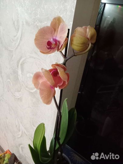 Фаленопсис