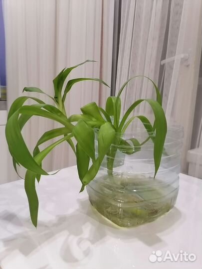 Росток пальмы Юкка