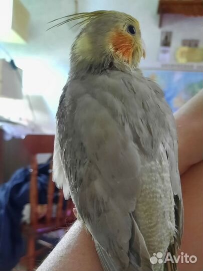 Полностью Ручной Попугай кореллы птенцы