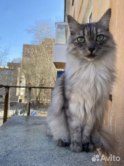 Сибирский кот