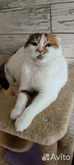 Шотландская вислоухая кошка бесплатно