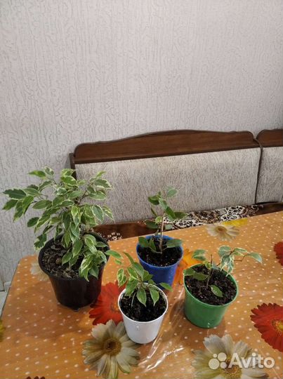 Фикус Бенджамин карликовый