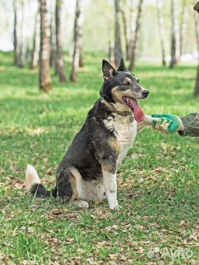 Спокойный пёс ищет дом