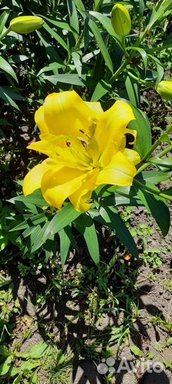 Луковицы лилий