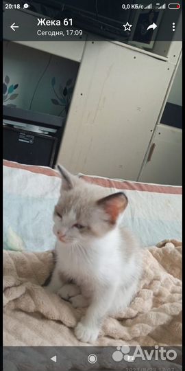 Котята от сиамской мамочки