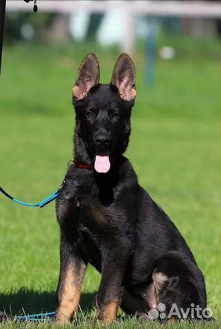 Дрессировка собак