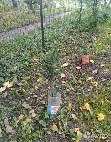 Тис колоновидный