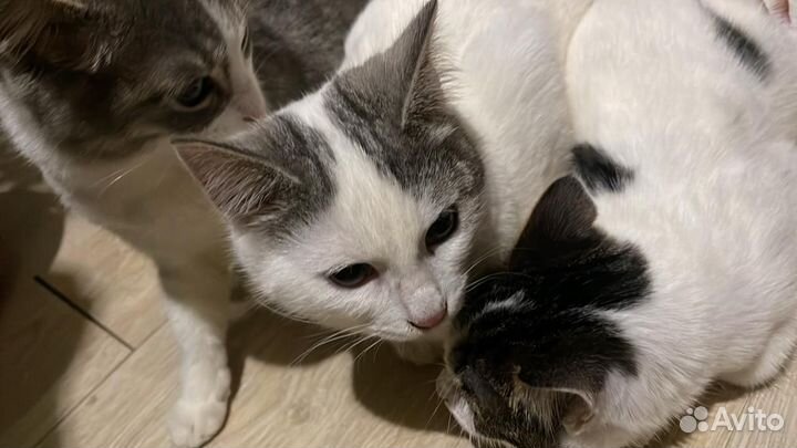 Котята в добрые руки