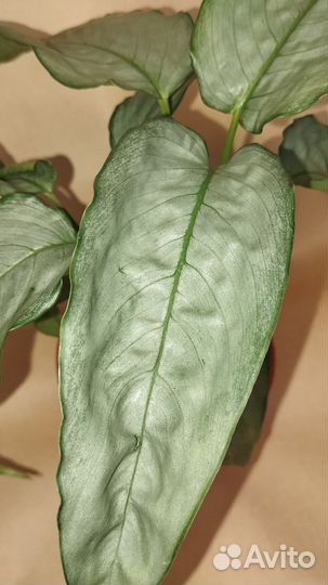 Шизматоглотис sp.Silver Form