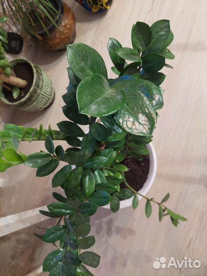 Замиокулькас