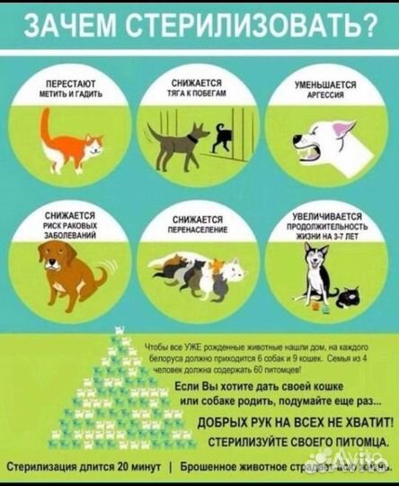 Стерилизация животных