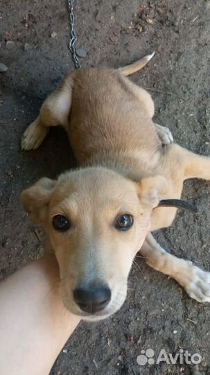 Щенок девочка в добрые руки