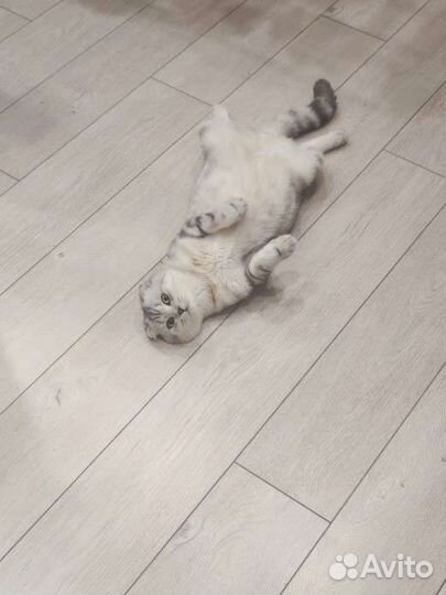 Кот на вязку шотландский вислоухий