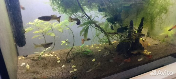 Гуппи рыбки