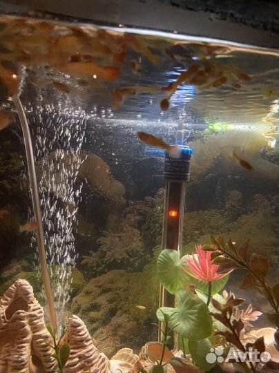 Гуппи ассорти аквариумные рыбки