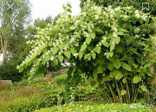 Сибирский бамбук